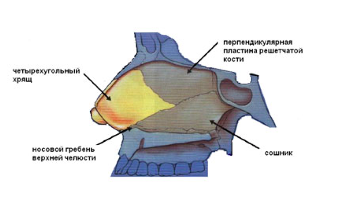 Гребень перегородки. Костный гребень носовой перегородки слева. Четырехугольный хрящ носа. Перегородка носовой полости. Носовой гребень анатомия.